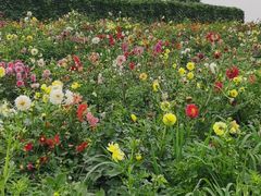 -北纬44度·金珠花海休闲农业旅游景区