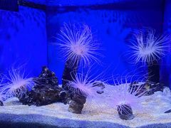 -上海海洋水族馆