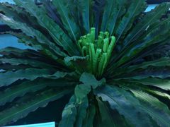 iphone_upload_pic-汉拿树木园