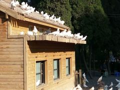 android_upload_pic-济南森林公园