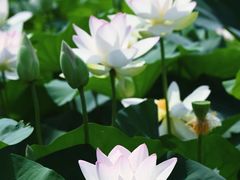 -莲花池公园