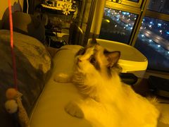 -猫大福·Fortune Cat猫舍(百子湾店)