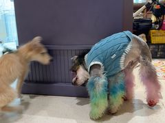 -帕帕拉兹宠物(亚洲旗舰店)