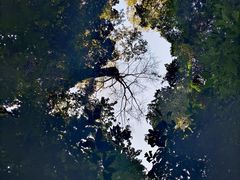 -西双版纳原始森林公园