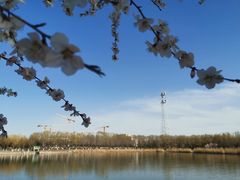 -大兴滨河森林公园