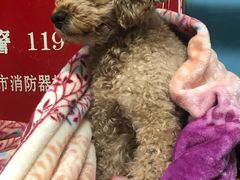 -皮特动物医院(24小时店)