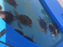 iphone_upload_pic-北戴河圣蓝海洋公园