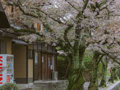 -奈良公园