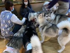 -Husky Go! 哈士奇体验馆·宠物咖啡厅狗咖