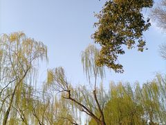 -柳浪闻莺公园