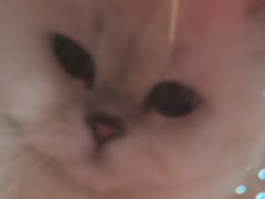 -瑞派福兴宠物医院犬猫全科·骨科·中西医结合(河东店)