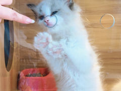 -猫十亿·布偶金渐层·曼基康矮脚猫舍(青年路店)