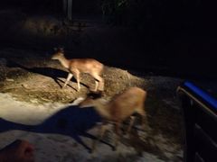 iphone_upload_pic-清迈夜间动物园
