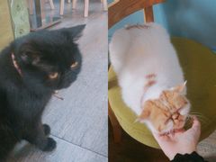 -猫咪咖啡·猫咖(万达广场店)