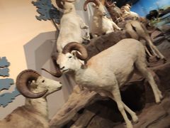 -陕西自然博物馆