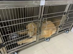 -佳雯宠物医院(金华南路分院)