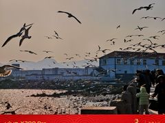 -烟墩角天鹅湖