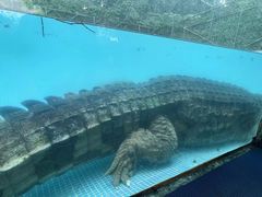 -广州长隆飞鸟乐园