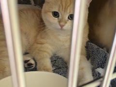 -宠福鑫康馨动物医院·骨科·眼科