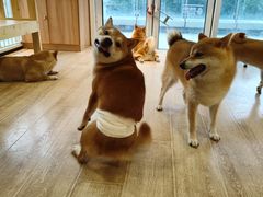 -南京Hallo宠物乐园·哈罗犬舍·柴犬繁育基地