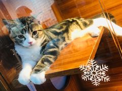 -Goku PET SHOP宠物视觉生活馆(双井店)