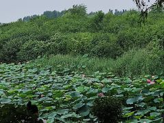 -丁香湖公园