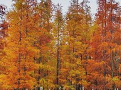 -白鹭湾湿地公园