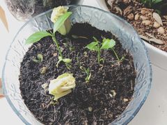 -美丽心情蛋糕(江苏路店)