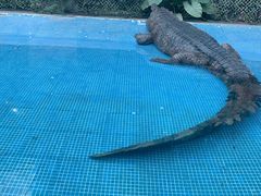 -广州长隆飞鸟乐园