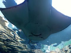 -悉尼海洋生物水族馆