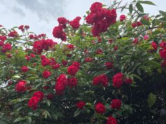 -化龙桥九宫格火锅(清水河店)