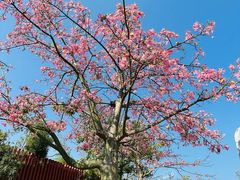 -白石龙音乐公园