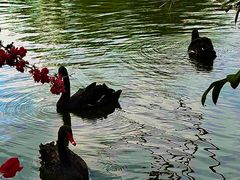 -海南热带野生动植物园