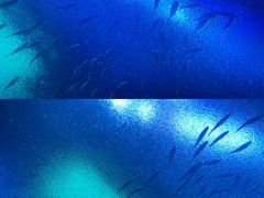 -珠海长隆海洋王国