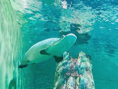 -上海海洋水族馆