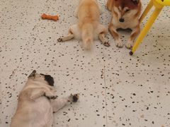 -喜柴咖啡·柴犬狗咖