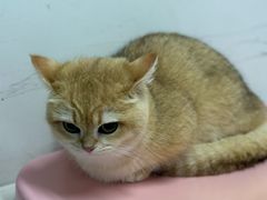 -御宝贝·A梦猫科宠物医院(国际猫友好医院)