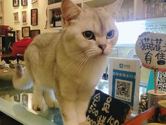 -猫色咖啡·猫咖