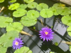 -国家植物园南园
