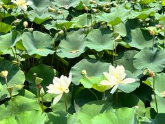 -莲花池公园