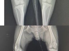 -美联众合动物医院(·中兽医·疑难杂症·严家桥分院)