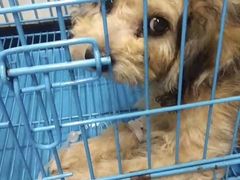 -芭比堂爱心动物医院(柯桥康爱分院)