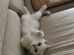 -糯米喵星人总部直营旗舰店·猫舍·幼猫出售
