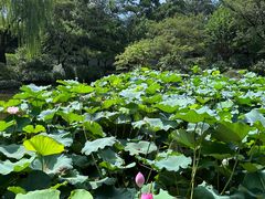 -秋霞圃