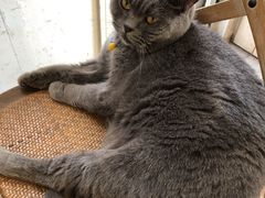 -海边的猫和咖啡馆