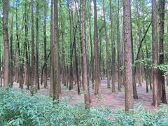 -上海共青森林公园