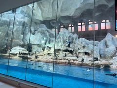 -帝企鹅自助餐厅•儿童岛•真企鹅(长隆企鹅酒店)