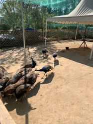 -萌宠亲子动物乐园(槐房万达店)