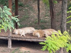 -石家庄市动物园