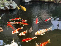 -鲤院·新中式美学·庭院餐厅(夫子庙店)